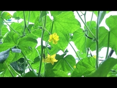 Automatisches, lichtdurchflutetes Gewächshaus, 8–11 m breit, umweltfreundlich