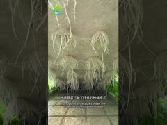 DWC-Anbausystem (erdlose Kultur)