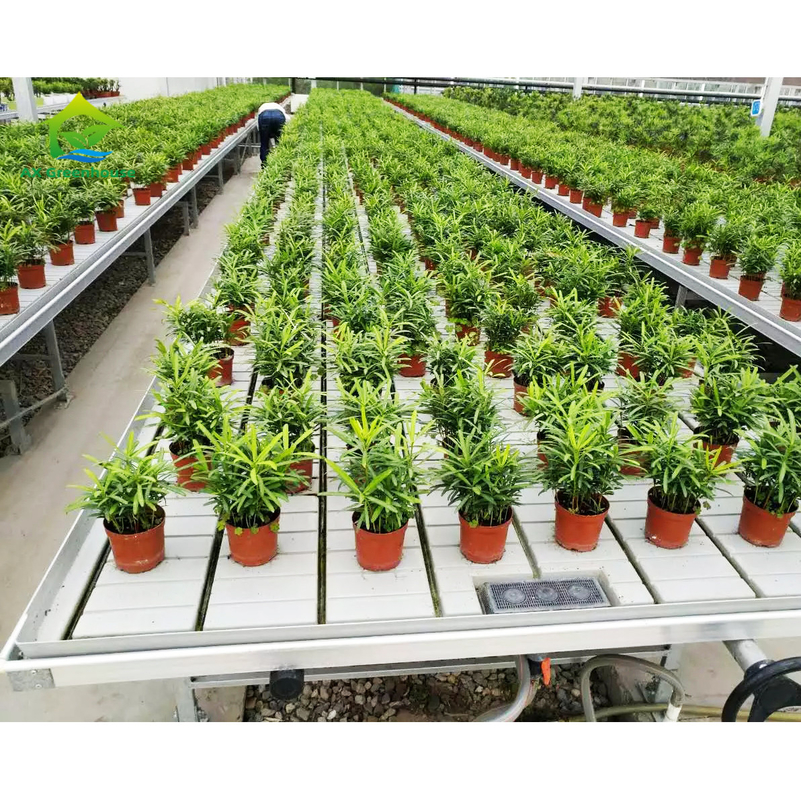 Bodenlose Kultur Gewächshaus Innenraum Maßgeschneiderter Ebb Grow Table Rollbank für Saatgut