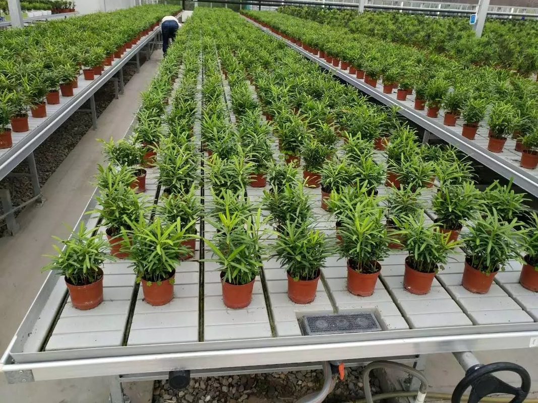 Wachsen Sie Tabellen-Flut-Tray Rolling Ebb And Flow-Bank für Blumen-Gewächshaus-Sämling
