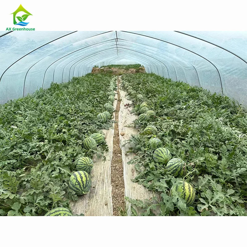 Hohe Festigkeit Einfache Installation Poly Tunnel Gewächshaus Insektenprävention Produktion erhöhen