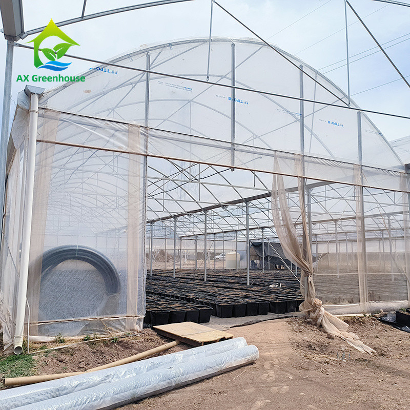 Multi Span Tropical Metal Frame Struktur Tomate Poly Tunnel Gewächshaus für Obst und Gemüse