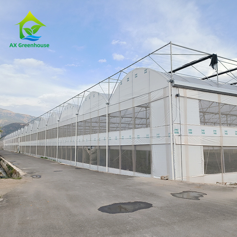 Multi Span Tropical Metal Frame Struktur Tomate Poly Tunnel Gewächshaus für Obst und Gemüse