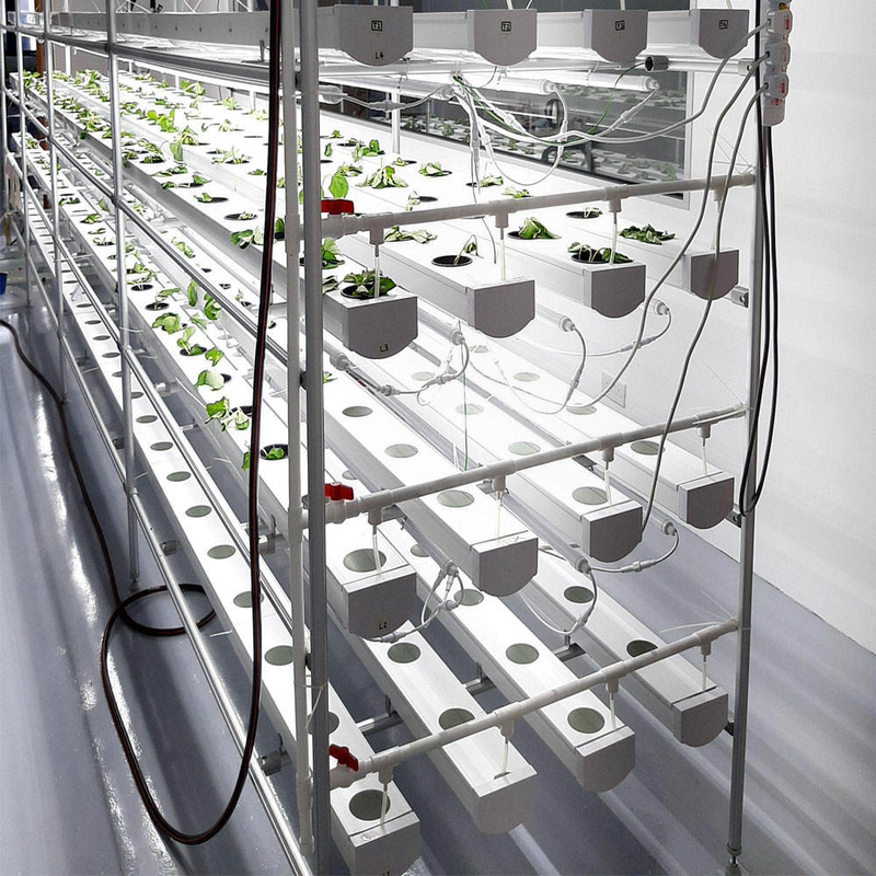 Soilless Indoor Farming Erdbeeren wachsen PVC-Rohr für Hydroponik NFT-System zum Verkauf