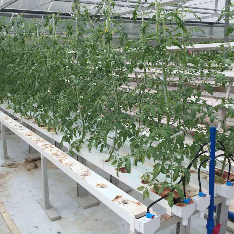 Gartenbau Kreislaufröhre Bodenlose Kultur Hydroponische NFT-Kanal-Anbausysteme für den Anbau
