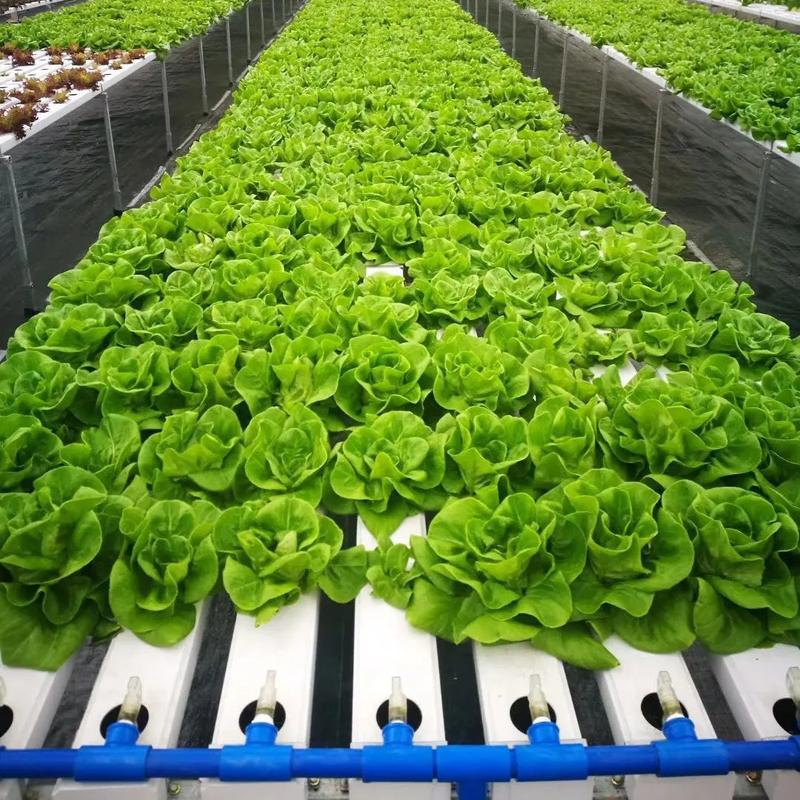Soilless Indoor Farming Erdbeeren wachsen PVC-Rohr für Hydroponik NFT-System zum Verkauf