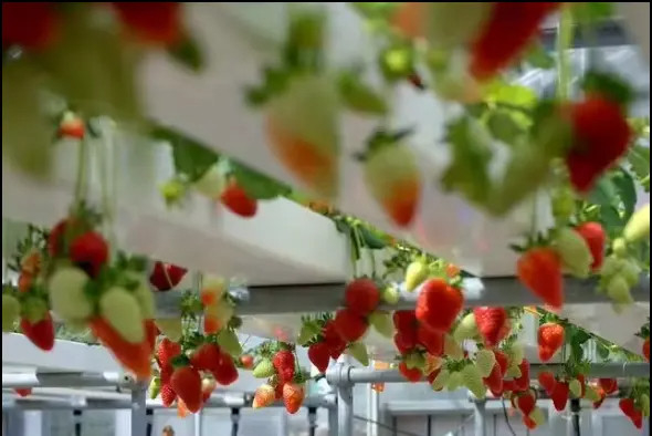Soilless Indoor Farming Erdbeeren wachsen PVC-Rohr für Hydroponik NFT-System zum Verkauf