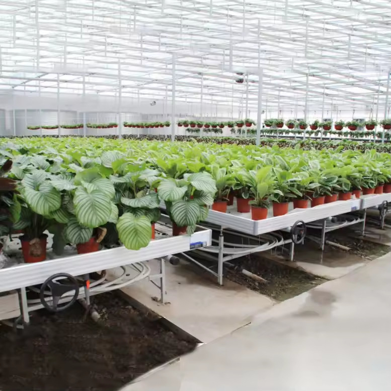 Bodenlose Kultur Gewächshaus Innenraum Maßgeschneiderter Ebb Grow Table Rollbank für Saatgut