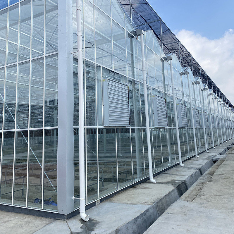 Hot Dip Galvanized Stahlkonstruktion und verstärkte Glasbedeckung für eine optimale Belüftung in landwirtschaftlichen Glas Gewächshäusern
