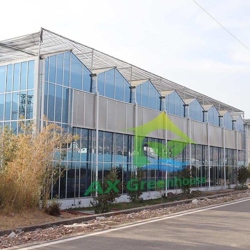 Hot Dip Galvanized Stahlkonstruktion und verstärkte Glasbedeckung für eine optimale Belüftung in landwirtschaftlichen Glas Gewächshäusern