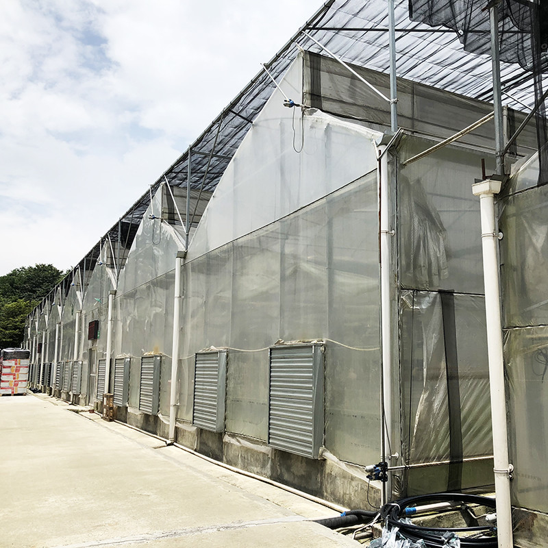 Stahlkonstruktion Sägezahn Polyfilm Niedertunnel Landwirtschaftliches Mehrspann-Gewächshaus für eine nachhaltige Gemüseproduktion