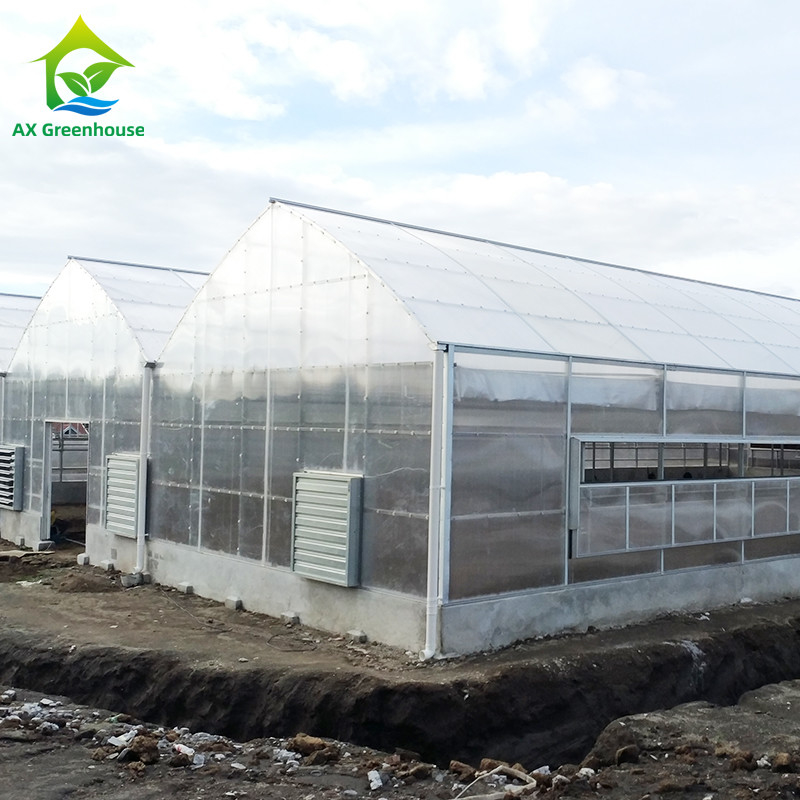 Pflanzenanbau Einfachspann Polycarbonat PC-Blatt Gewächshaus mit stabiler Struktur und einfacher Montage