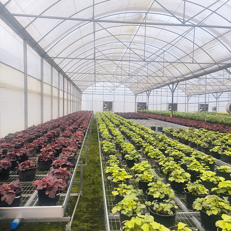 Warmverkauf kundenspezifische Poly Tunnel Multi-Span UV-resistente Film Gewächshäuser für Tomaten