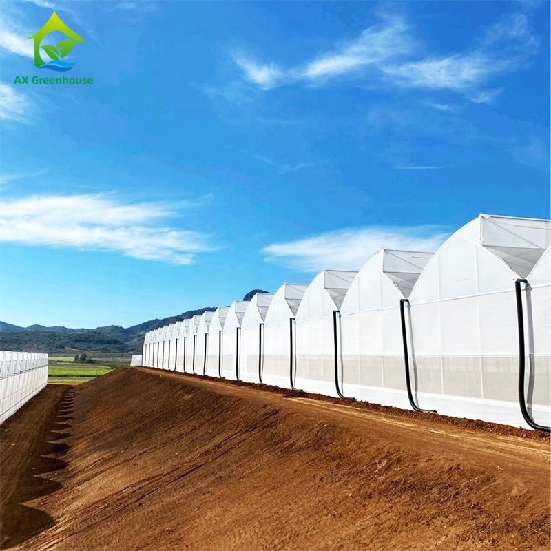 Kunststoff UV-Film Poly Tunnel Landwirtschaftliche Sägezahn Mehrspann-Maßgeschneiderte Gewächshaus zum Verkauf