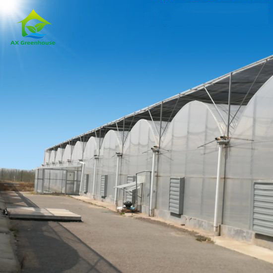 Stabile Struktur Windbeständig Mehrspanngroßer Tunnel Polyfilm Hydroponisches Gewächshaus für Bewässerung