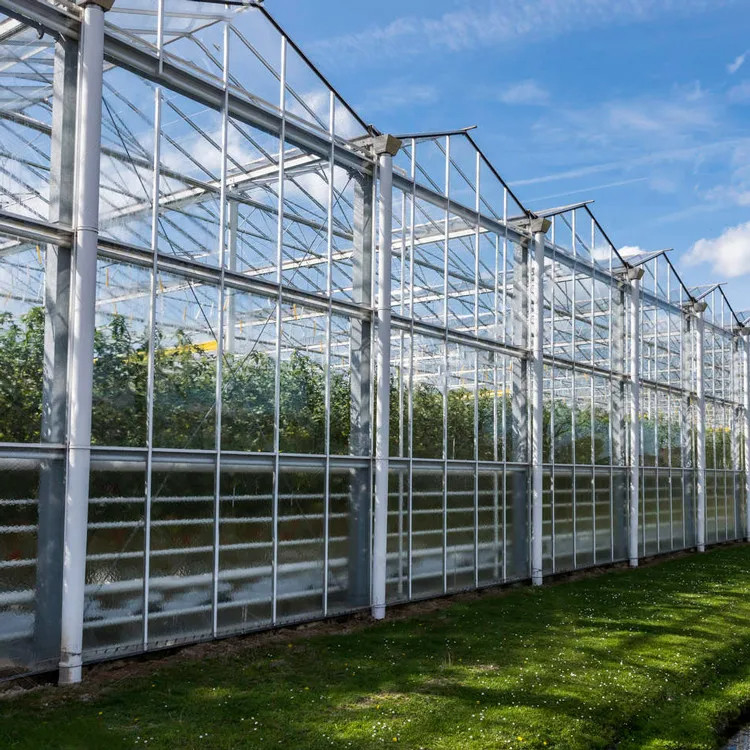 Hot Dip Galvanized Stahlkonstruktion und verstärkte Glasbedeckung für eine optimale Belüftung in landwirtschaftlichen Glas Gewächshäusern