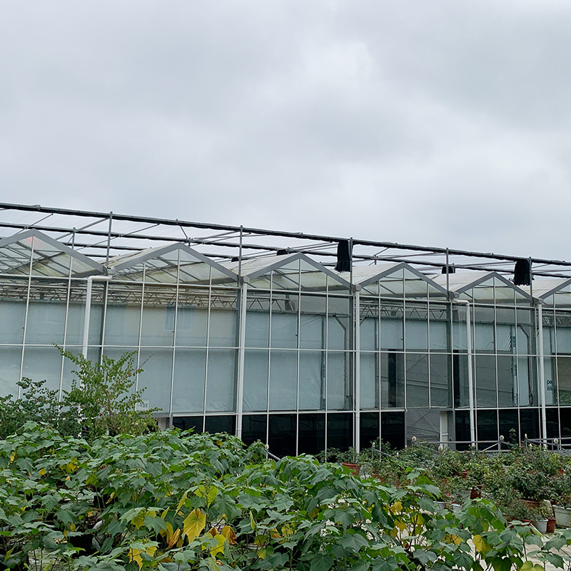 Hot Dip Galvanized Stahlkonstruktion Automatische Belüftung Landwirtschaftliches Glas Venlo Mehrspann-Tomatensamen Gewächshaus