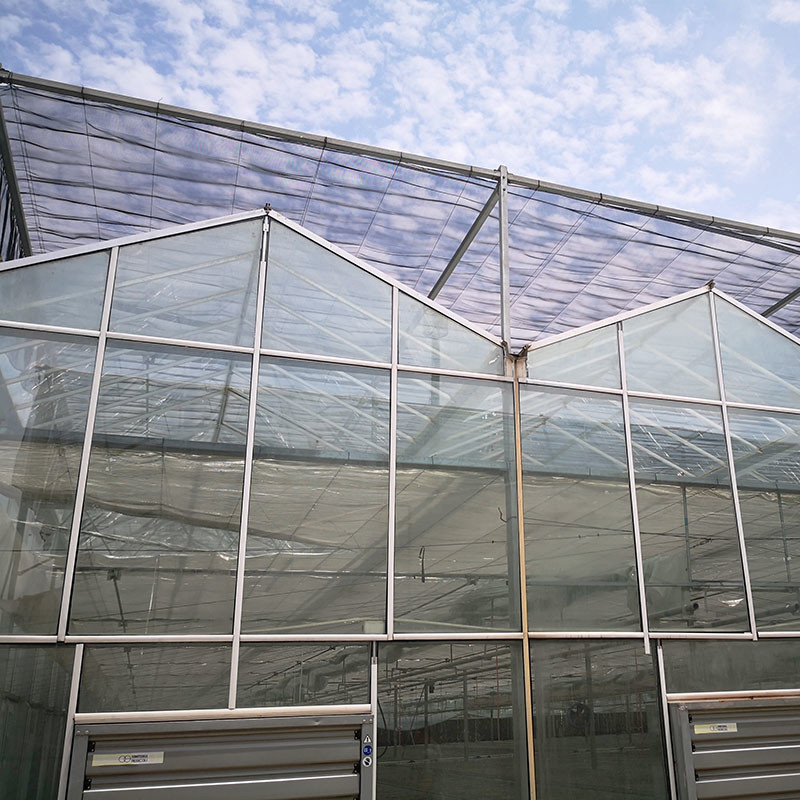 Automatische Lüftung Landwirtschaftliches Glas Venlo Großer Tunnel Tomaten Gewächshäuser mit Kühlsystem Pad und Ventilatorsystem