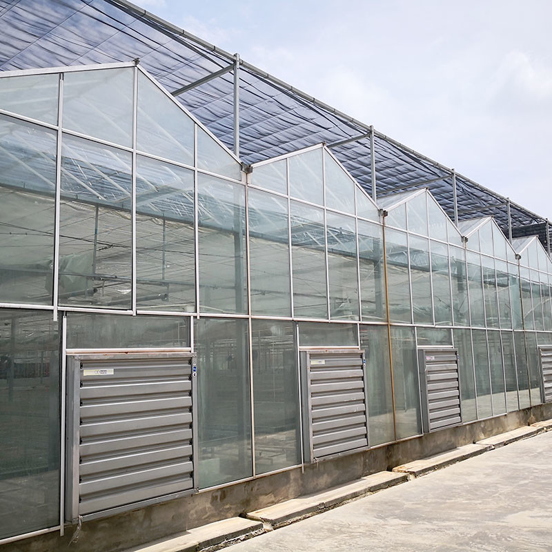 Automatische Lüftung Landwirtschaftliches Glas Venlo Großer Tunnel Tomaten Gewächshäuser mit Kühlsystem Pad und Ventilatorsystem
