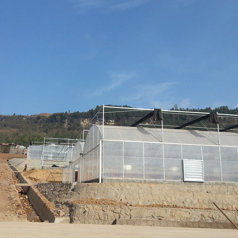 Zuverlässiger Poly Tunnel Gewächshaus Rostfreier Stahlrahmen Langlebiger Film für Tomaten