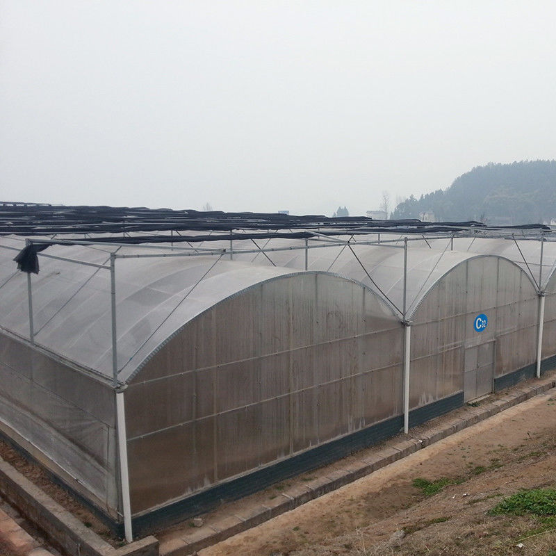 Zuverlässiger Poly Tunnel Gewächshaus Rostfreier Stahlrahmen Langlebiger Film für Tomaten