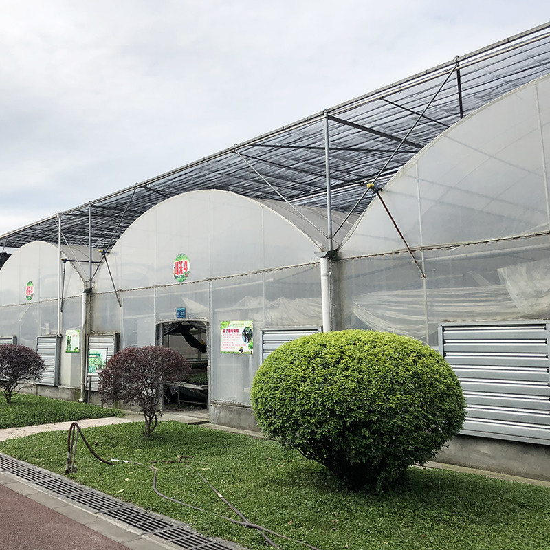 Stahlstruktur Großer Tunnel Maßgeschneiderte Mehrspann-Plastik-Blueberry-Wachstumsgewächshäuser für eine stabile Struktur
