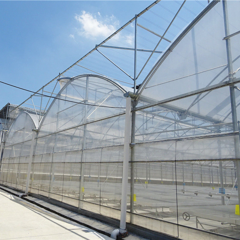 Langlebiger, kundenspezifischer Poly-Tunnel-Mehrfeld-Folien-Landwirtschaftsgewächshaus für Blumen