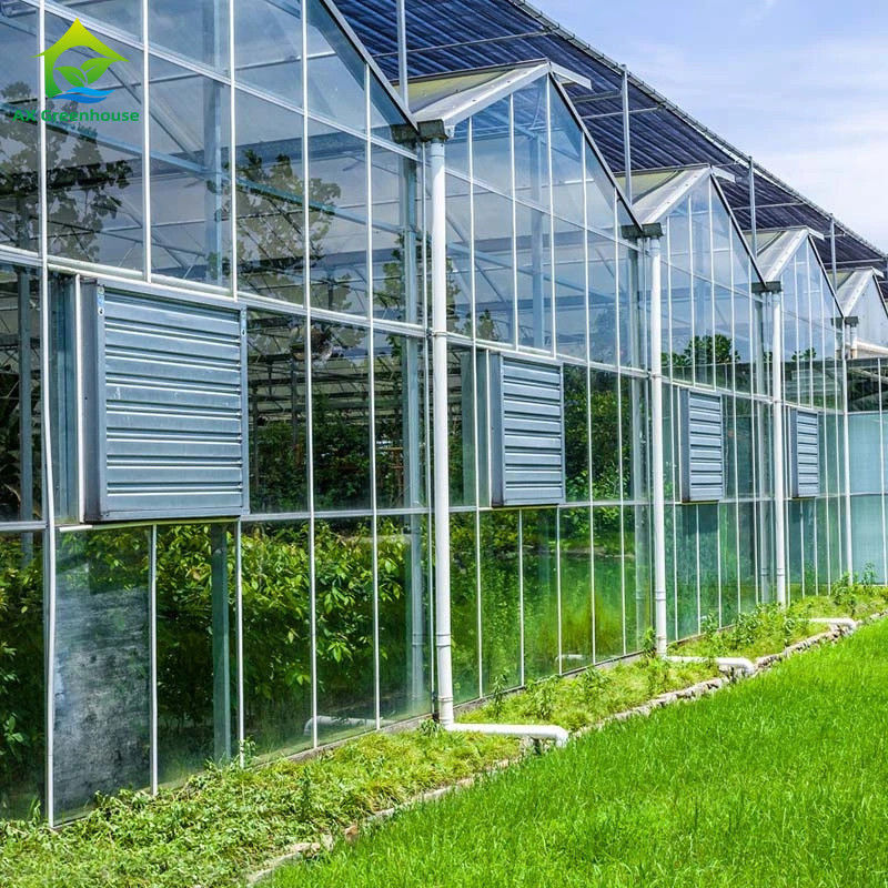 Gewächshaus aus Glas vom Typ Venlo für die Landwirtschaft, niederländische Technik, verzinkter Rahmen für Hydrokultur