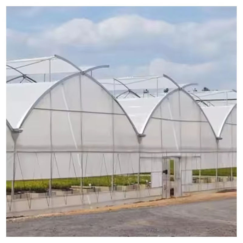 Langlebiger, kundenspezifischer Poly-Tunnel-Mehrfeld-Folien-Landwirtschaftsgewächshaus für Blumen