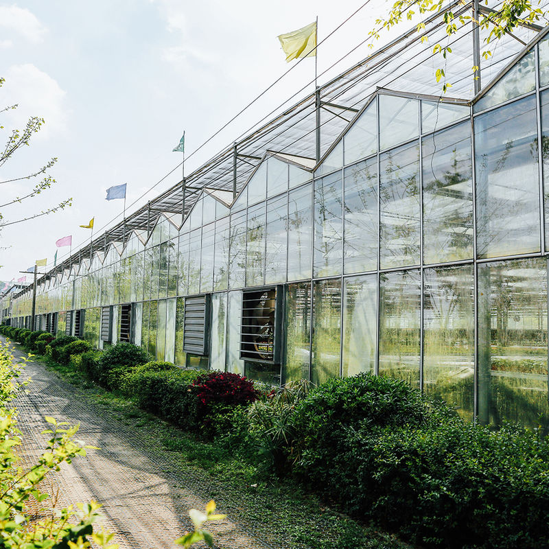 Gewächshaus aus Glas vom Typ Venlo für die Landwirtschaft, niederländische Technik, verzinkter Rahmen für Hydrokultur