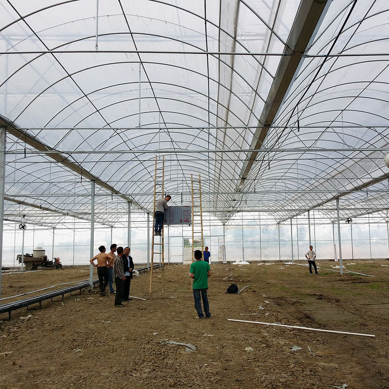 Zuverlässiger Poly Tunnel Gewächshaus Rostfreier Stahlrahmen Langlebiger Film für Tomaten