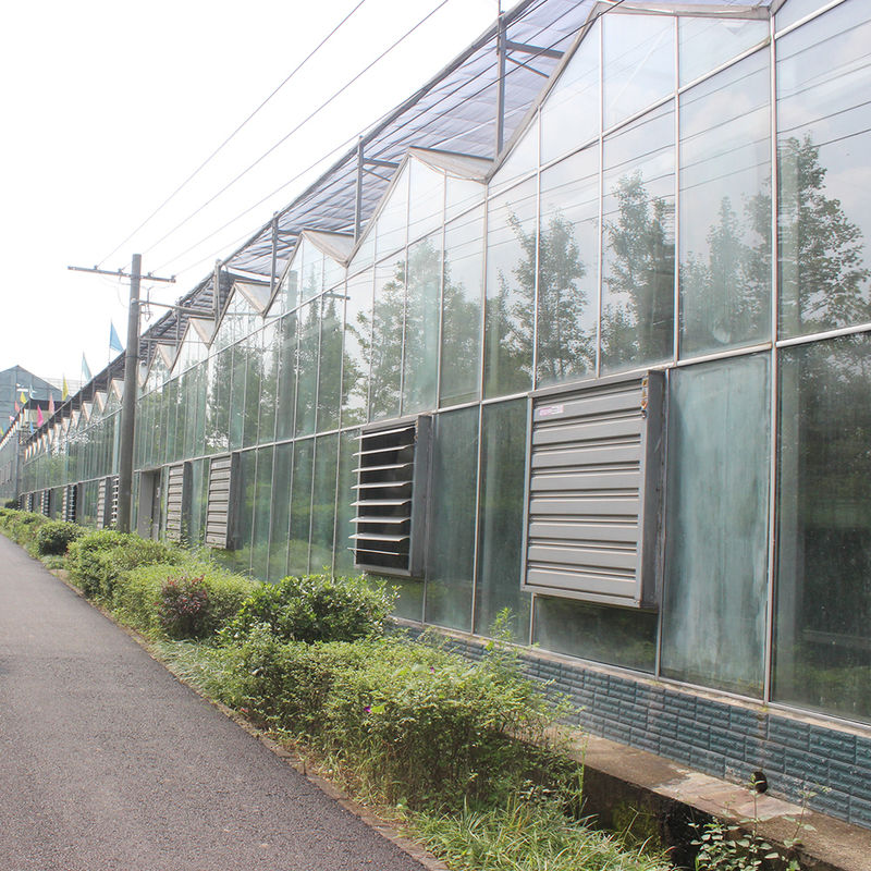 Gewächshaus aus Glas vom Typ Venlo für die Landwirtschaft, niederländische Technik, verzinkter Rahmen für Hydrokultur