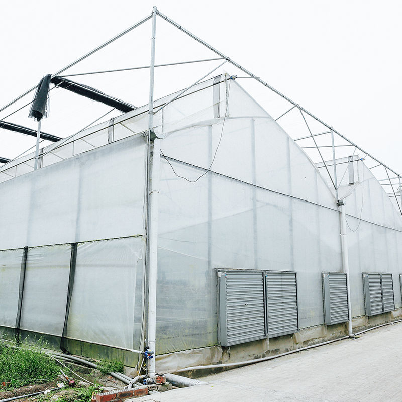 Multi-Span Poly Tunnel Gewächshaus mit Sägezahndach für natürliche Belüftung und Lichtstreuung