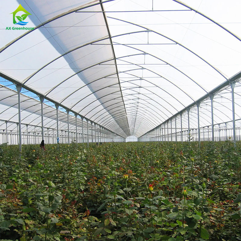 Große mehrspannende Gewächshäuser für den Anbau von Blattgemüse, Tomaten, Gurken, Paprika, Auberginen, Erdbeeren, Wassermelonen