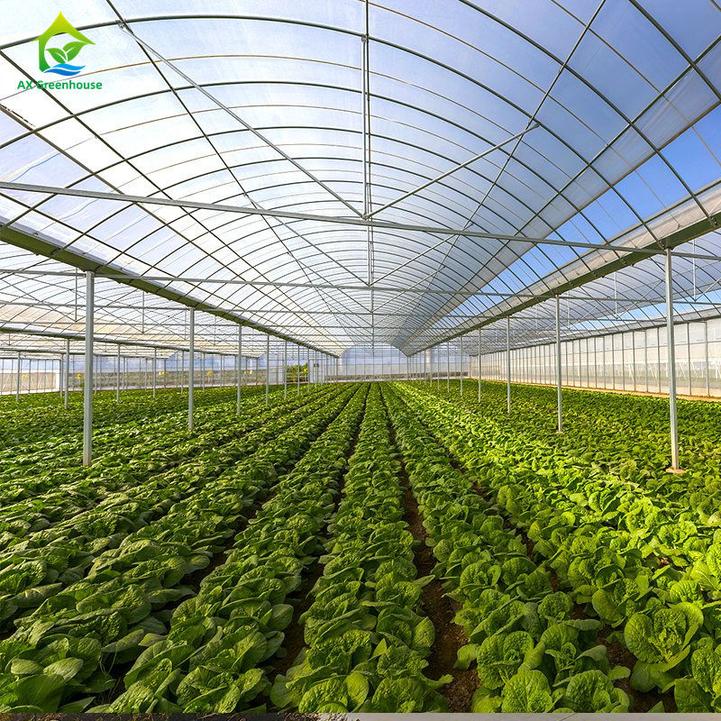 Große mehrspannende Gewächshäuser für den Anbau von Blattgemüse, Tomaten, Gurken, Paprika, Auberginen, Erdbeeren, Wassermelonen