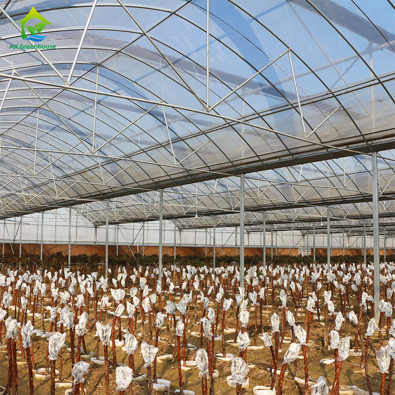 Große mehrspannende Gewächshäuser für den Anbau von Blattgemüse, Tomaten, Gurken, Paprika, Auberginen, Erdbeeren, Wassermelonen