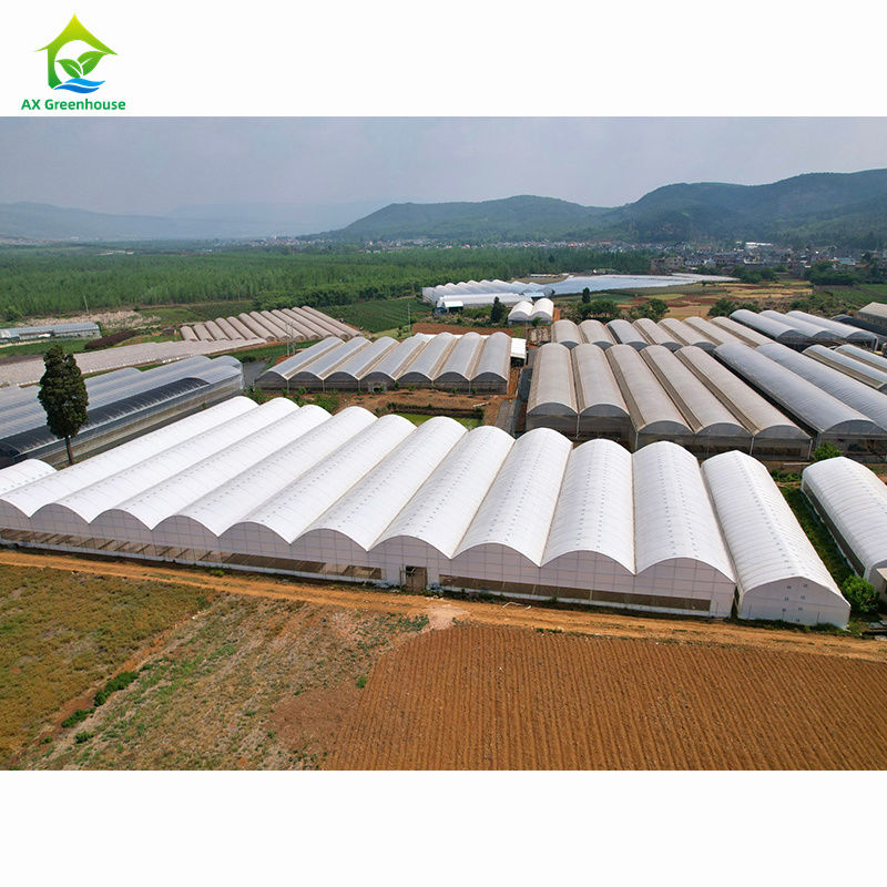 Landwirtschaftliche Großgewächshäuser mit Mehrfachfeldern | Professionelle Gewächshausfabrik für Großanpassungen